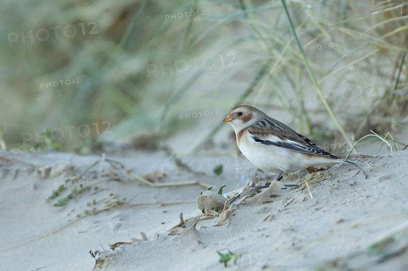 Snow bunting (Plectrophenax nivalis) adult bird standing on the edge of a sand dune on a beach in winter, Norfolk, England, United Kingdom