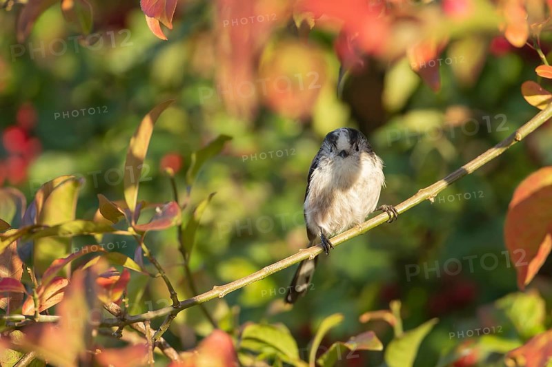 Long tailed tit (Aegithalos caudatus) adult bird on a tree branch amongst autumn colour leaves, England, United Kingdom