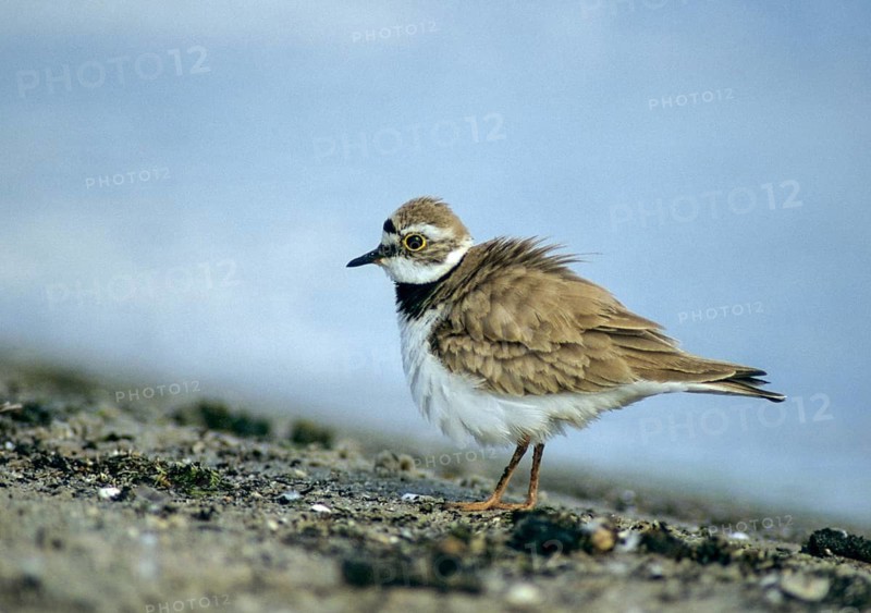 Charadrius Dubius, plover, little ringed plover, birds, charadriiformes, leo, limikolen, plower, plover, birds, waders, waders