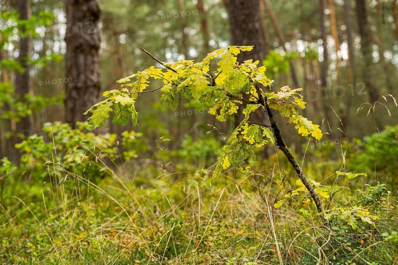 Young English oak (Quercus robur) in spring in a forest, Bavaria, Germany