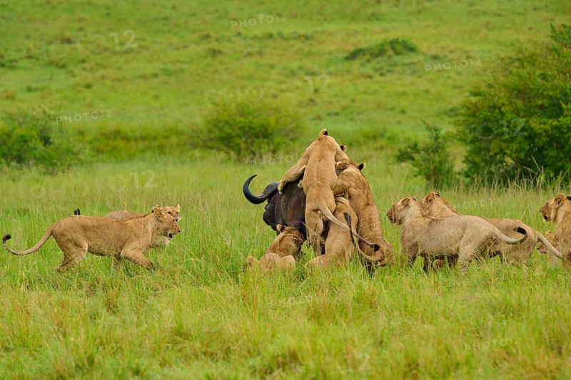 A pride of lions attacking a buffalo in a vast savannah landscape, lion (Panthera leo), Cape buffalo (Syncerus caffer), Masai Mara National Reserve, Narok County, Kenya