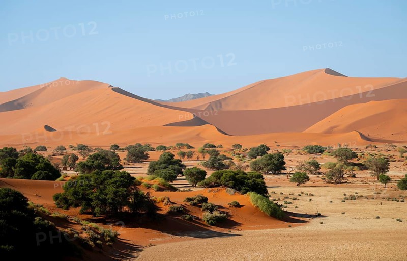 Green trees between red-yellow Namib sand dunes, Namib Desert, Namib-Naukluft National Park, Namibia