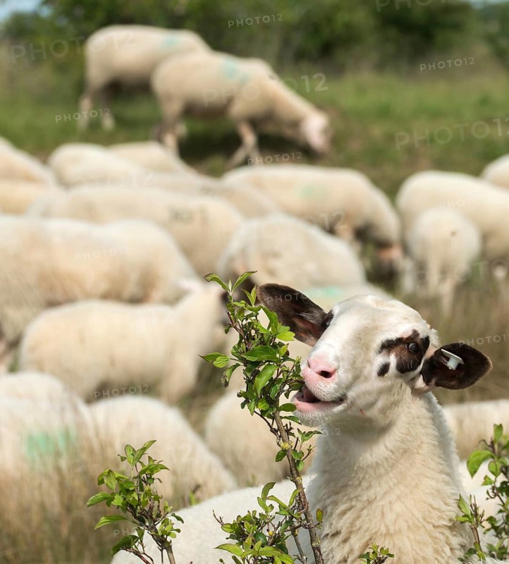 Artiodactyla, domestic sheep, even-toed ungulate, Germany, domestic sheep, Jena, Nabu, natural heritage, Ovis Gmelini aries, cloven-hoofed, Thuringia, wind knobs, cultivated landscape, domesticated animals, pet, high size, portrait format, hatching, herding, cultural landscape, landscape, mammals, nature reserve, sheep, mammals, nature reserve, sheep, mammals, mammals, mammals, mammals, mammals, mammals, mammals, mammals, mammals, mammals, mammals, mammals, mammals, nature reserve, sheep, mammals, mammals animals, migratory shepherds