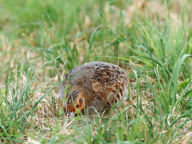 A partridge (Perdix perdix) foraging in a meadow, Solms, Hesse, Germany