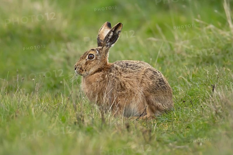 European brown hare (Lepus europaeus) adult animal resting in a grassland, England, United Kingdom