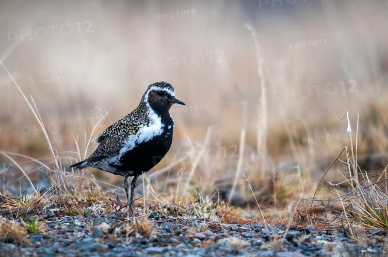 Golden plover, golden plover, Norway, Pluvialis apricaria, varanger, birds, charadriiformes, limikolen, plower, plovers, birds, waders, waders