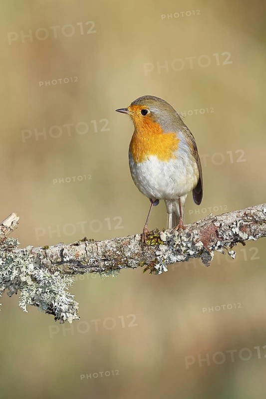 Robin (Erithacus rubecula) sitting on a branch, Wilnsdorf, North Rhine-Westphalia, Germany