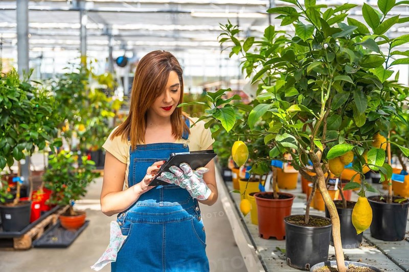 Woman wearing denim overalls and gardening gloves, checking the health and growth of lemon trees with a digital tablet in a bright commercial greenhouse