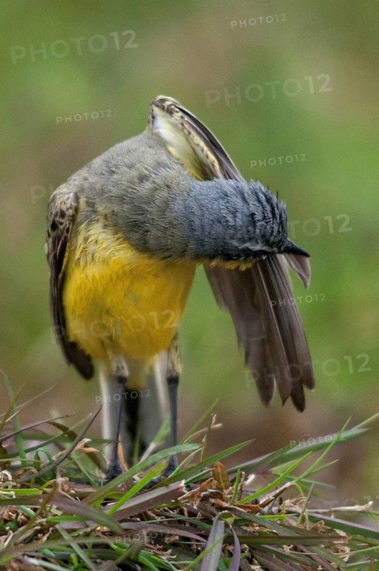 Motacilla flava, sheeptail, western yellow wagtail, meadow waisttail, yellow wagtail, bath, birds, high size, portrait format, male, passeri, songbirds, birds