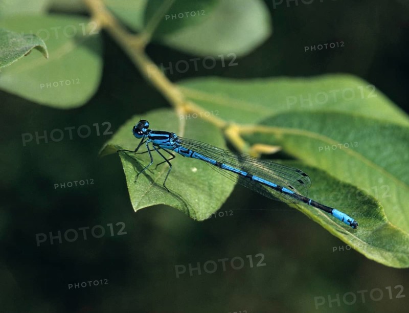 Coenagrion pulchellum, bat azuremaid, variable damselfly, damselflies, dragonflies, insects, dragonflies, male, odonata, zygoptera