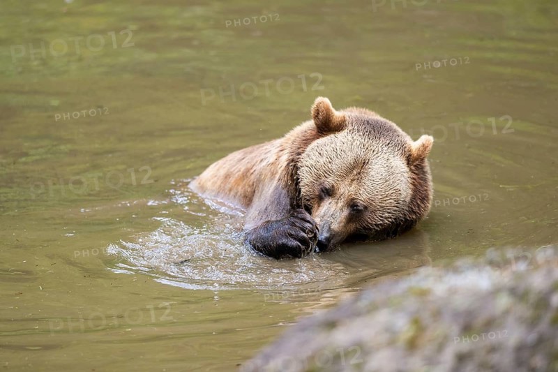 Eurasian brown bear (Ursus arctos arctos) in a little lake, Bavarian Forest, Bavaria, Germany