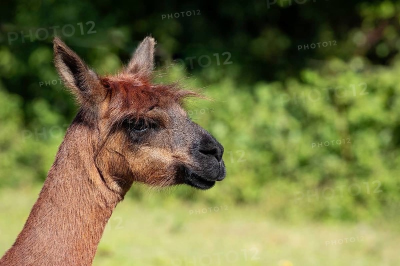 Brown alpaca in profile, with a green landscape blurred in the background, alpaca (Vicugna pacos), animal portrait, farm, captive, Denmark