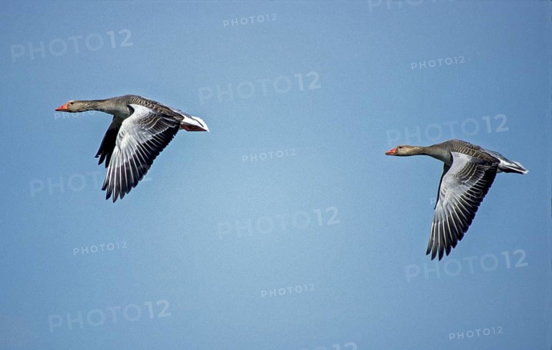 Anser Anser, Greylag or Graylag Goose, Grelag Goose, Anatidae, Birds, Duckbirds, Flying, Flight, Goose, Geese, Goose, Leo, Birds, Waterbirds, Waterbirds