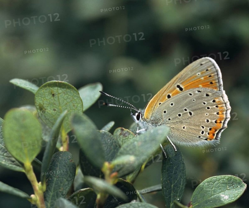 Purple gold butterfly, lycaena hippothoe, purple-edged copper, butterfly, insects, butterfly, butterflies