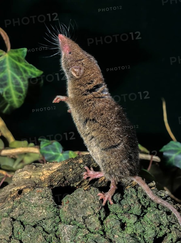 Crocidura russula, greater white-toothed shrew, house shrew, insectivora, insectivora, insectivora, high size, vertical format, mammals, shrew, mammals