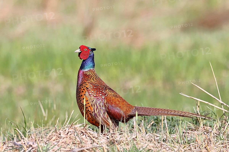 Pheasant, hunting pheasant (Phasianus colchicus), adult male bird in a meadow, wildlife, Lembruch, Ochsen Moor, Dümmer nature park Park, Lower Saxony, Germany