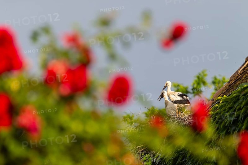 Young white storks (Ciconia ciconia) in their nest, Affenberg Salem, Lake Constance region, Baden-Württemberg, Germany