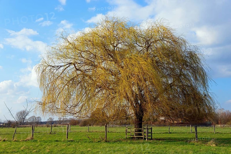 Single willow tree in a green pasture under blue sky, Willow, Ilsede, Lower Saxony, Germany