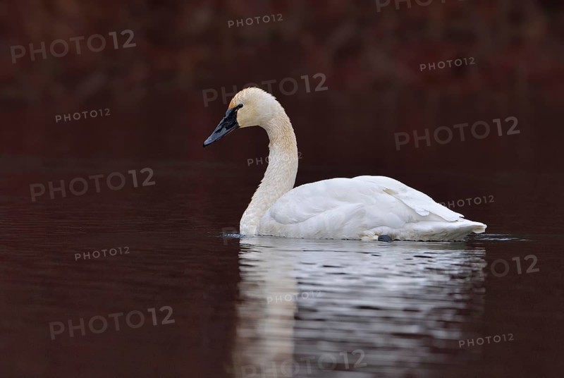 Tundra Swan (Cygnus columbianus)