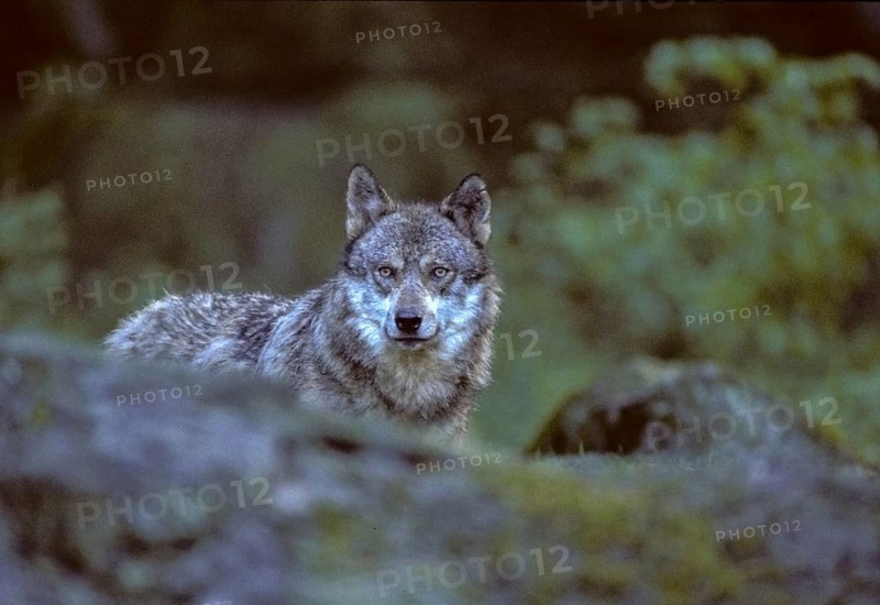 Canis lupus, carnivora, predators, wolf, FFH, mammals, raptors, mammals