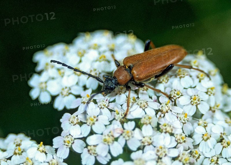 Aredolpona rubra, cerambycidae, corymbia rubra, common longhorn beetle, red-brown longhorn beetle, red cockroach, stictoleptura rubra, beetle, longhorn beetle, coleoptera, insects, beetles, leo