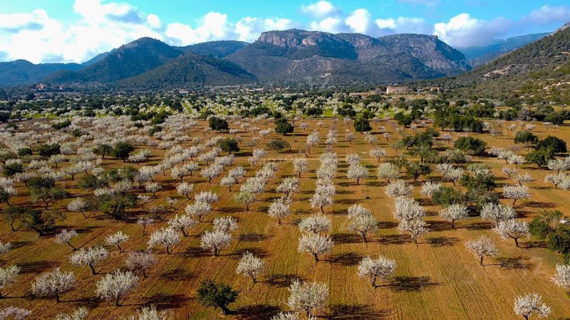 DCIM\ 101MEDIA\ DJI_0123.JPG, extensive orchard with blooming trees against a mountainous backdrop and blue sky, almond blossom, blooming almond plantation, near Mancor de la Vall, aerial view, Majorca, Balearic Islands, Spain