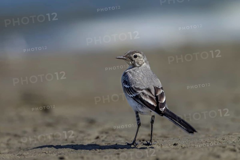 A white wagtail (Motacilla alba) that fledged a few days ago is searching for insects and other prey on the shore of a lake, a young bird, sweet, cute, independent, July, Germany