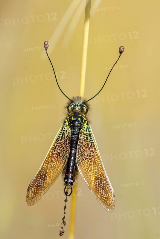 Baetian owlfly, baetian butterfly shaft, dragonfly baeticus, butterfly, extremadura, high size, portrait format, insects, web-wing, butterfly, Spain