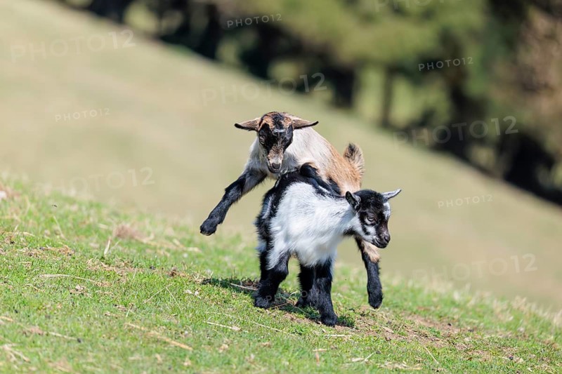 Two young pygmy goats (Capra hircus) are playing together on a sunny day in a green meadow. Austria