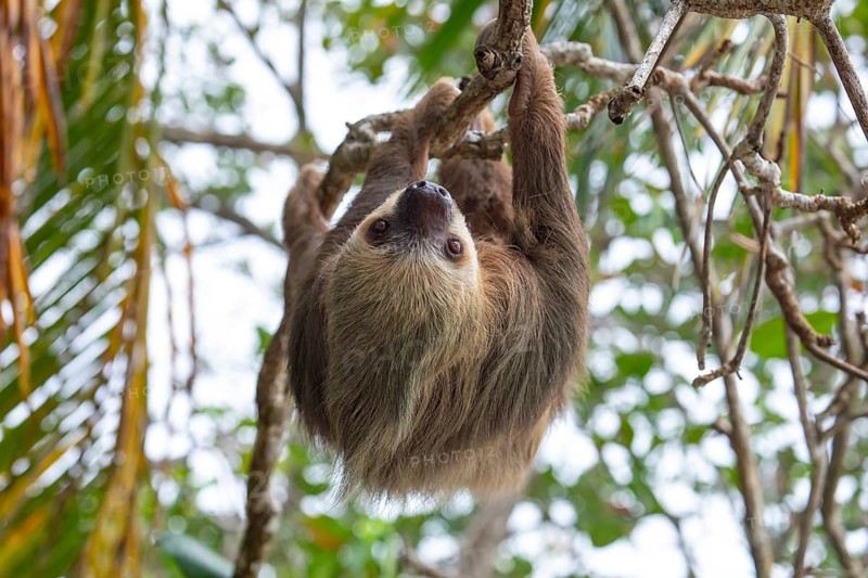 Male two toed sloth (Choloepus didactylus) hanging upside down and climbing on almond tree. Beach, Punta Uva, Limon, Caribbean, Costa Rica