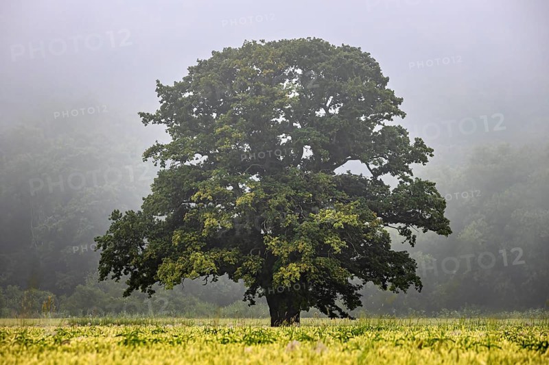 A single tree stands in a foggy meadow, surrounded by a quiet and peaceful landscape, The Dicke Eiche near Herleshausen in the Werra Valley