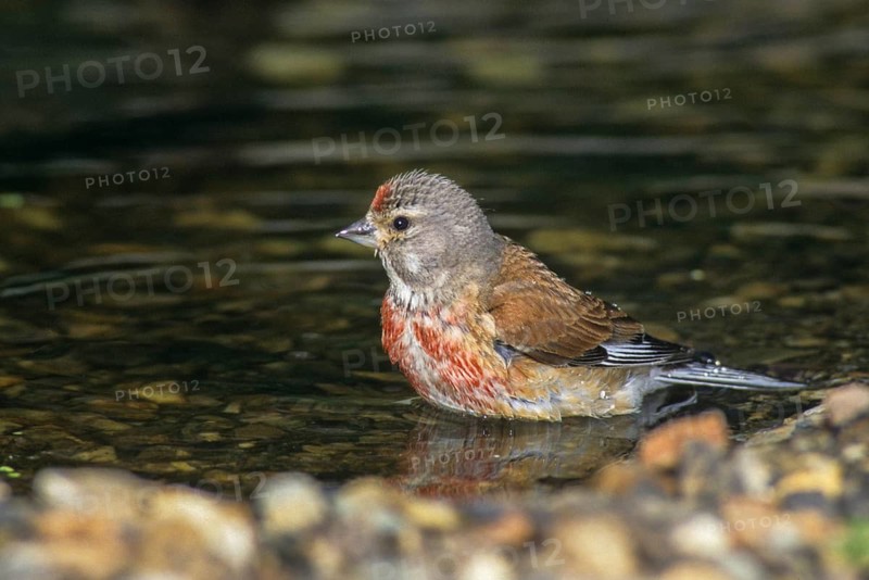 Acanthis cannabina, bloodtail, linaria cannabina, linnet, bath, bird bath, birds, hanfling, male, passeri, songbirds, songbirds, drinking, birdbath, birds, watering place