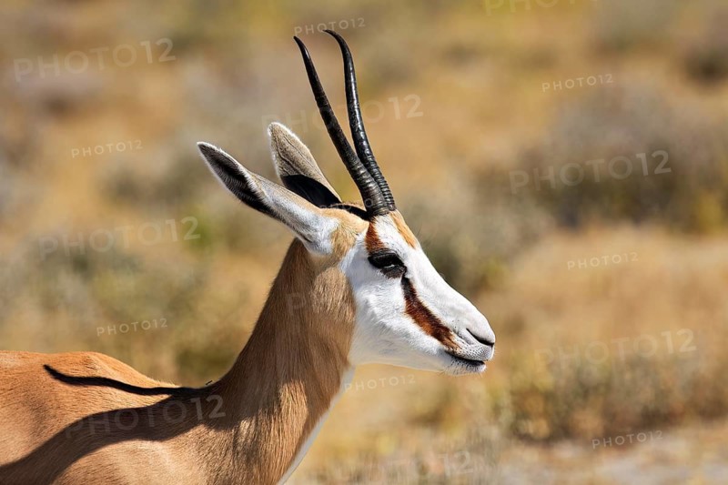 Antelope in profile, showing elegant horns and light brown fur in a grassy landscape, springbok in Etosha Park in Namibia (Antidorcas marsupialis)