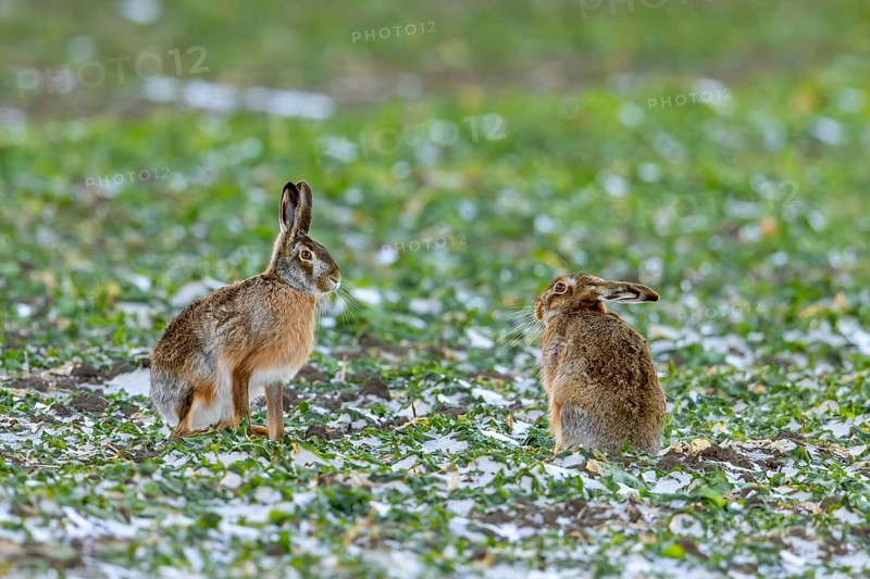 Two European brown hares (Lepus europaeus) foraging in snow covered farmland, field in winter