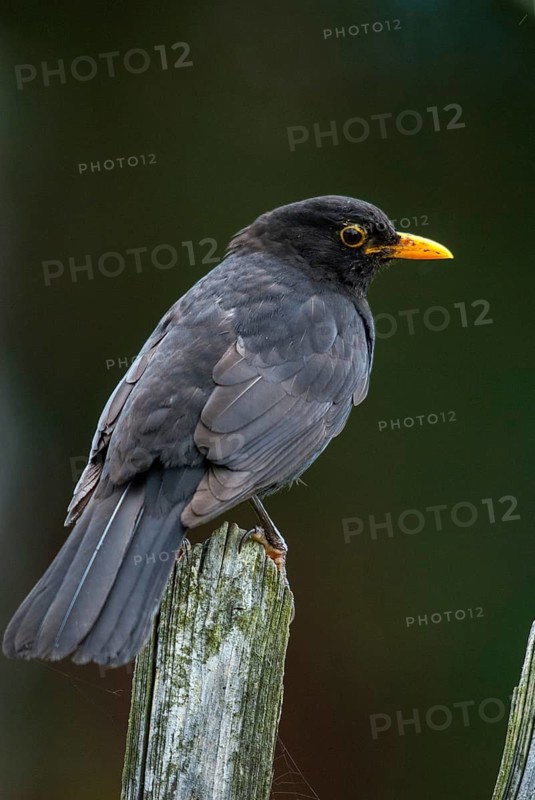 Blackbird, Turdus Merula, Birds, Garden, Garden Fence, Garden Fence, High Size, Portrait, Male, Passeri, Songbirds, Thrush, Birds