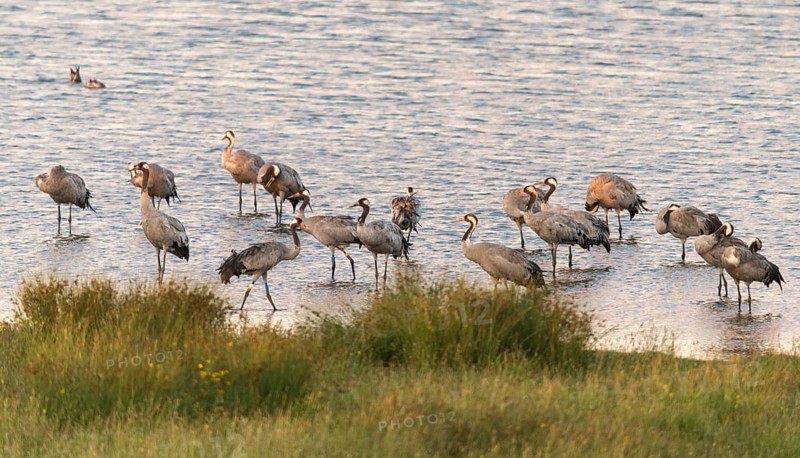 Crane, grus grus, crane, birds, color marking, color ring, gruidae, gruiformes, crane birds, sleeping community, sleeping place, waitbirds, birds