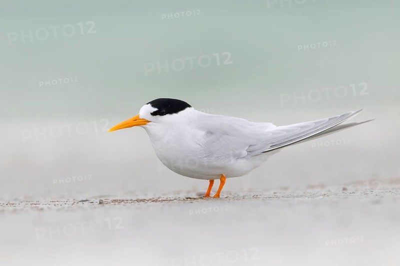 Fairy Tern (Sternula nereis) calling, South Australia, Australia