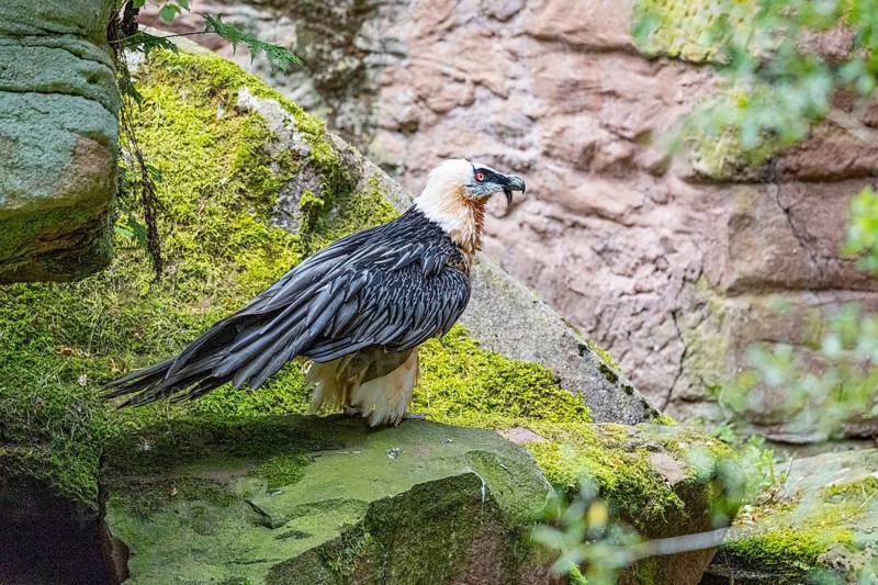 Bearded vulture (Gypaetus barbatus) captive Germany