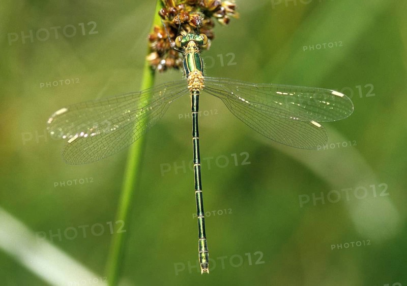 Chalcolestes viridis, large ruismaid, lestes viridis, willow spreadwing, western willow spreadwing, willow emerald damselfly, damselflies, dragonflies, insects, leo, dragonflies, odonata, zygoptera