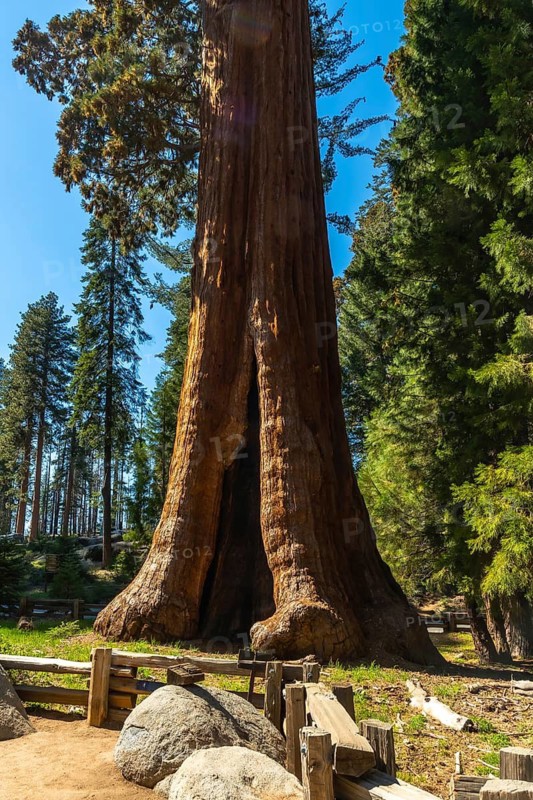 Massive sequoia tree trunk with a split opening at its base, rooted in the famous giant forest, offering an imposing view of ancient nature in california's sierra nevada mountains