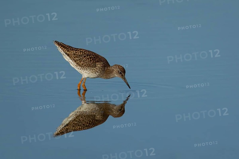 Wood sandpiper (Tringa glareola) adult wading bird feeding in a shallow lagoon, Suffolk, England, United Kingdom