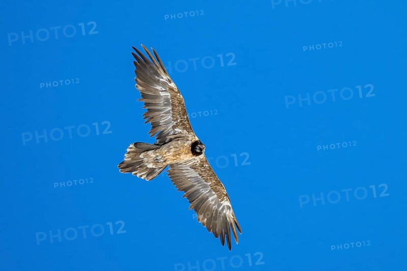 Bearded Vulture (Gypaetus barbatus), young bird in flight, Valais, Switzerland