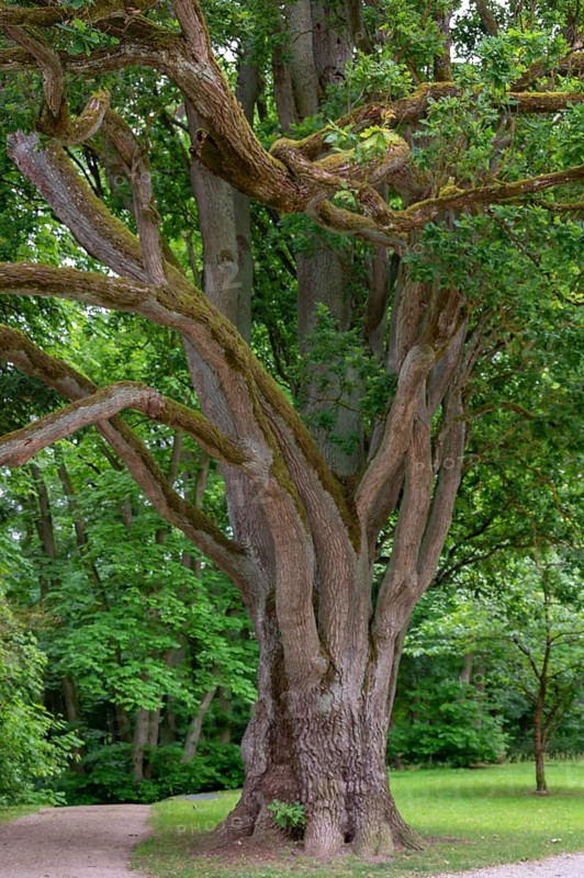 English oak (Quercus robur), Upper Franconia, Bavaria, Germany