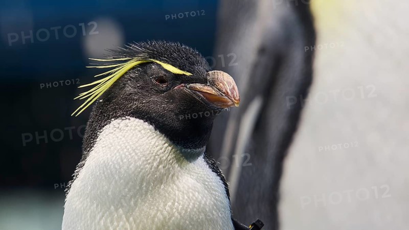 Portrait of a penguin with characteristic yellow stripes, Planet Penguin, Penguin (Spheniscidae), Loro Parque, Puerto de la Cruz, Tenerife, Canary Islands, Spain