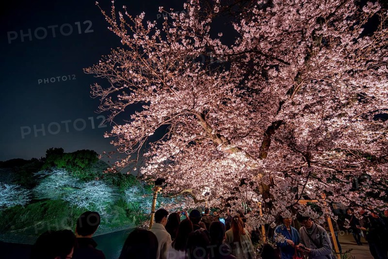 People walking under blooming illuminated cherry trees at night, Japanese cherry blossoms in spring, Hanami Festival, Chidorigafuchi Green Way, Tokyo, Japan