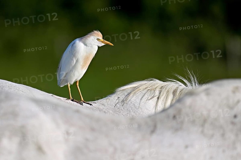 Cattle egret (Bubulcus ibis), standing on the back of a Camargue horse, Camargue, southern France, France