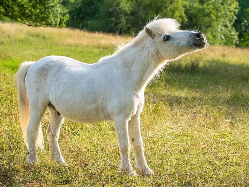 Pony, Shetland pony, mold, gelding, in the pasture, in the evening