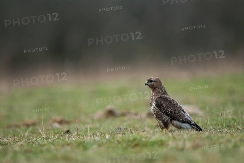 Accipitriformes, buzzard, buteo buteo, buzzard, buzzard, birds of prey, leo, raptor, raptors, birds