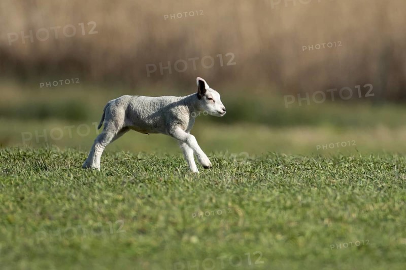 Domestic sheep (Ovis aries) juvenile baby lamb farm animal running in a grass field in spring, England, United Kingdom
