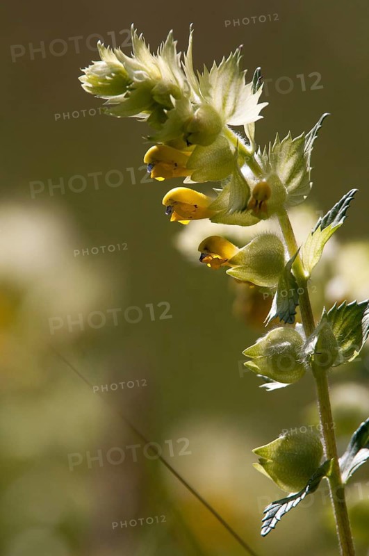 Brownwort, large rattlespot, rhinanthus angustifolius, scrophulariaceae, arrow-leaved rattle, flora, greater yellow rattle, high size, portrait, rattlespot, plants, plants